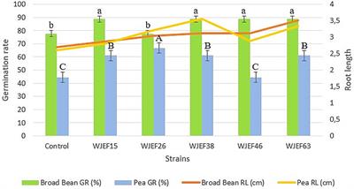 Growth stimulation of two legumes (Vicia faba and Pisum sativum) using phosphate-solubilizing bacteria inoculation